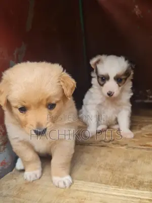 Photo - 1-3 months Male Mixed Breed Maltese