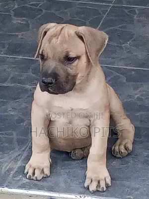 Photo - 1-3 months Female Purebred Boerboel