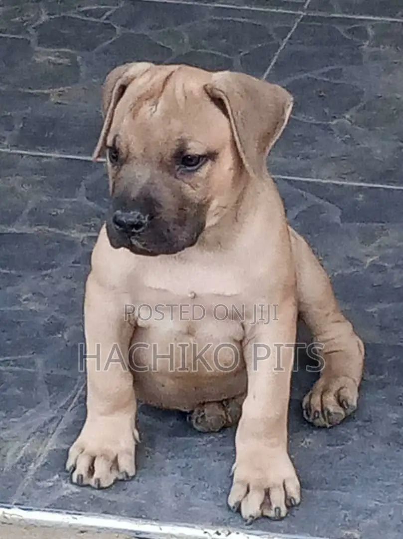 1-3 months Female Purebred Boerboel