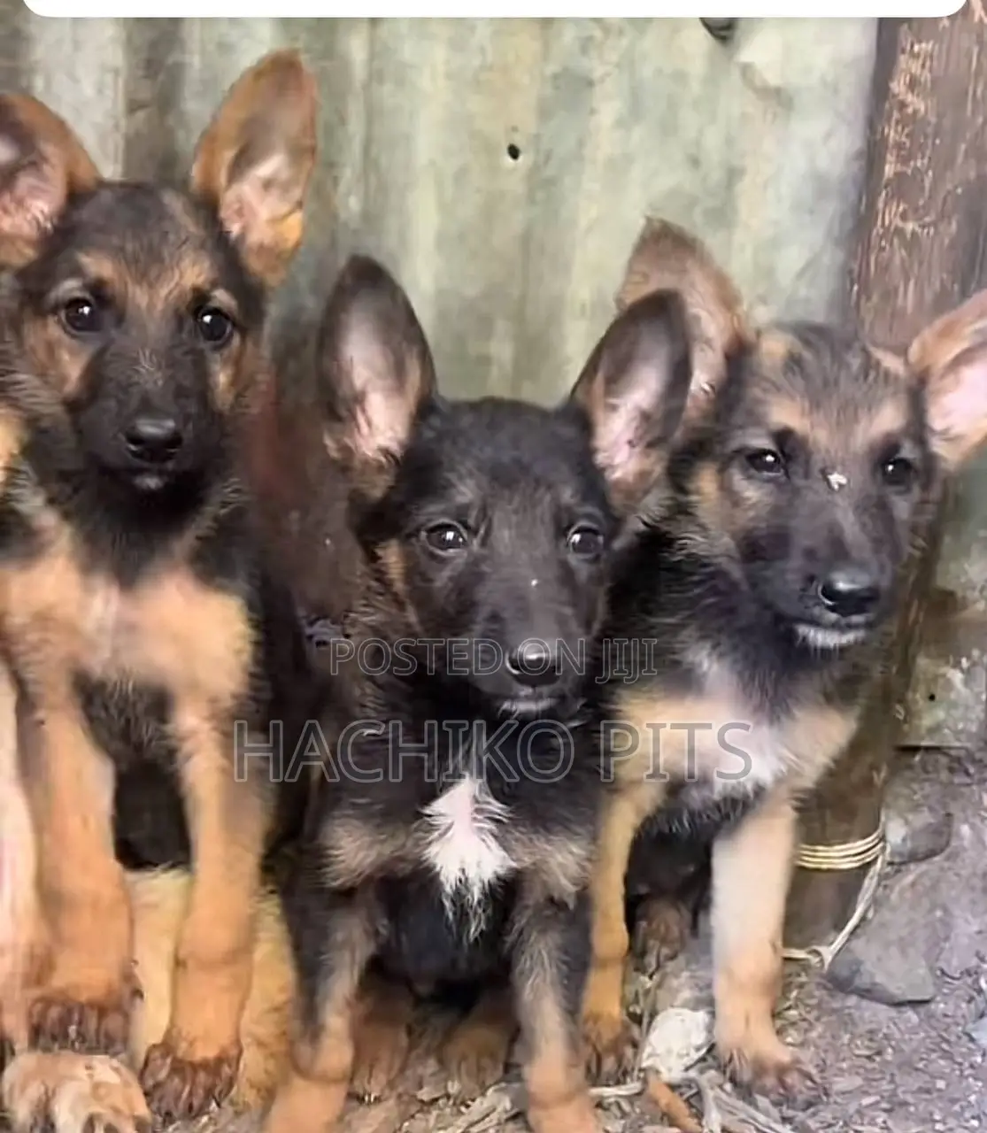 1-3 months Male Purebred German Shepherd