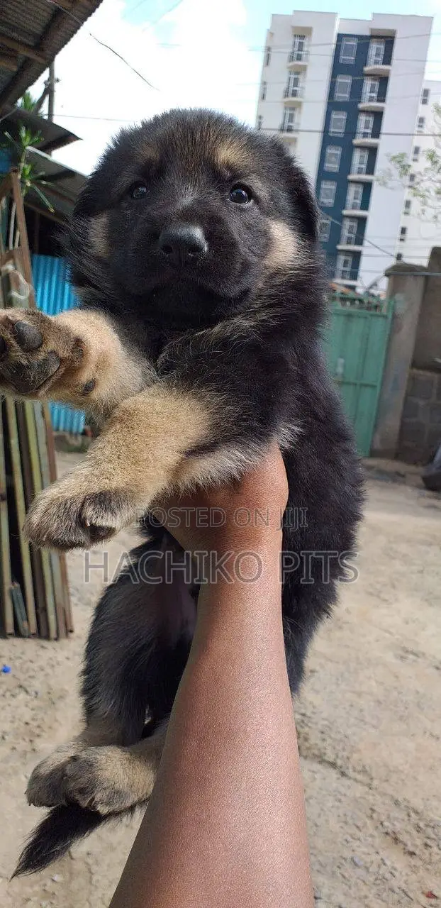 1-3 months Male Purebred German Shepherd