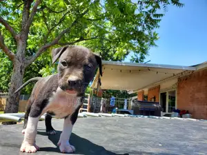 Photo - 1-3 months Male Purebred American Bully