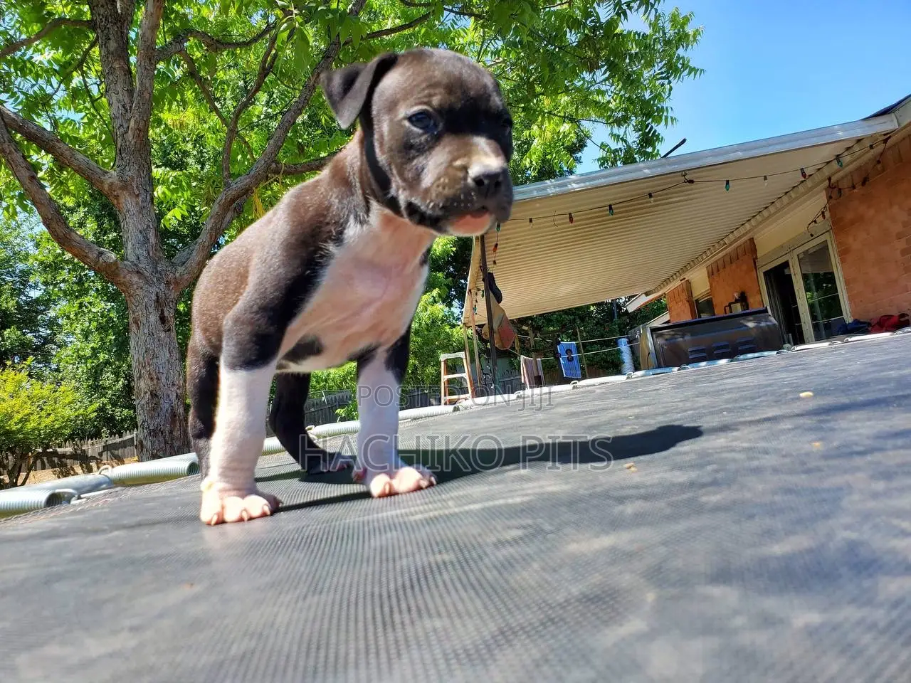 1-3 months Male Purebred American Pit Bull Terrier