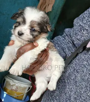 Photo - 1-3 months Male Purebred Maltese