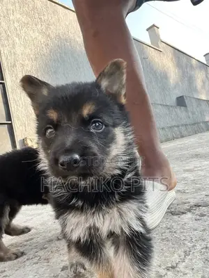 Photo - 1-3 months Male Purebred German Shepherd