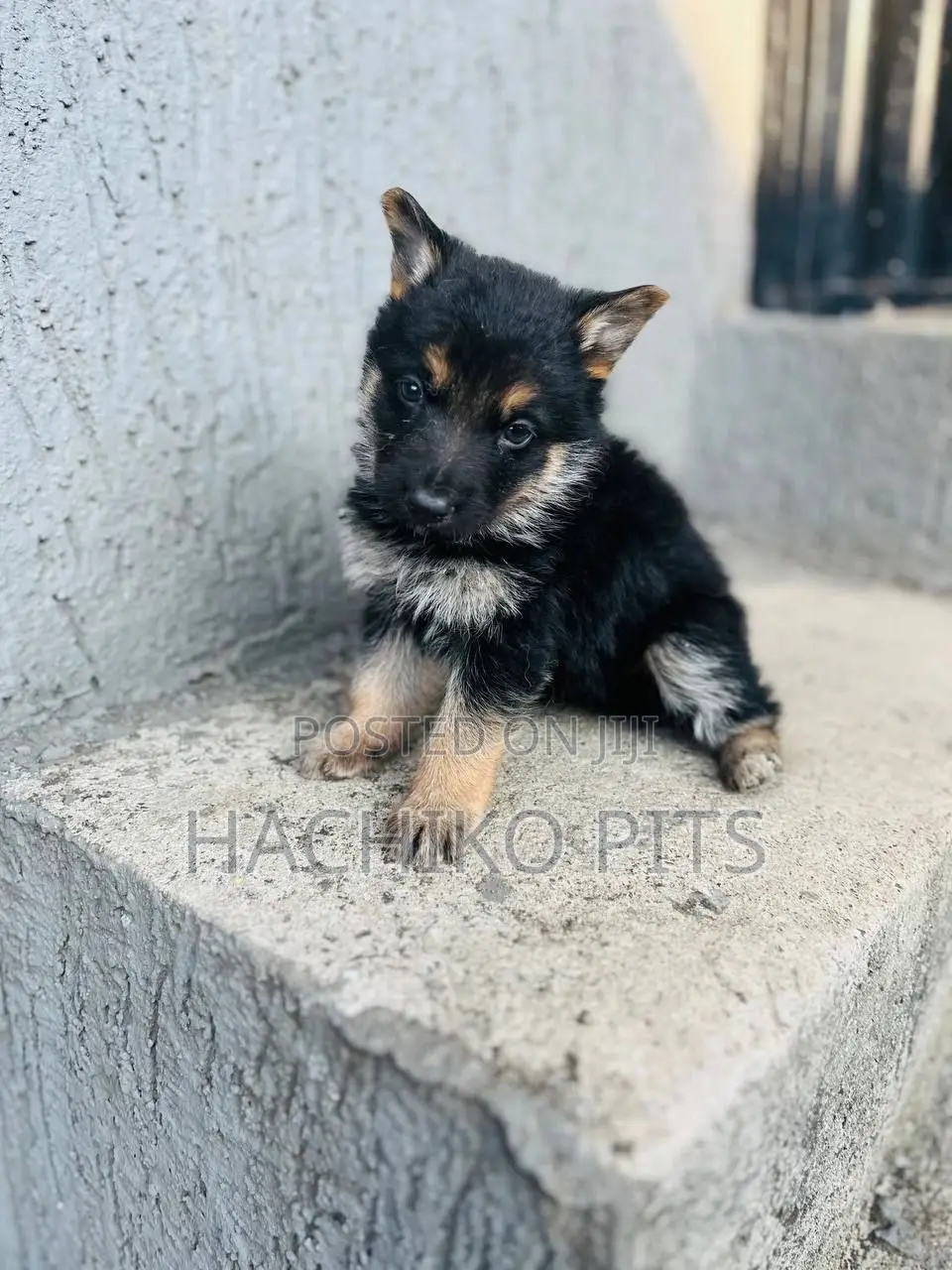 1-3 months Male Purebred German Shepherd