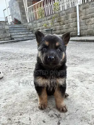 Photo - 1-3 months Male Purebred German Shepherd