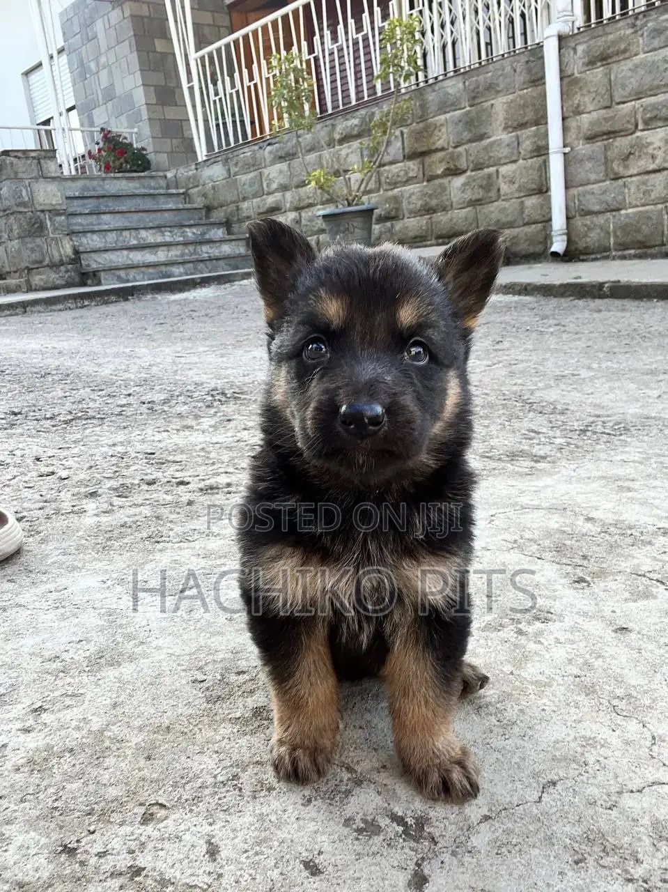 1-3 months Male Purebred German Shepherd
