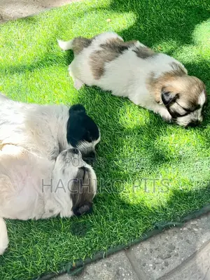 Photo - 1-3 months Male Purebred Maltese