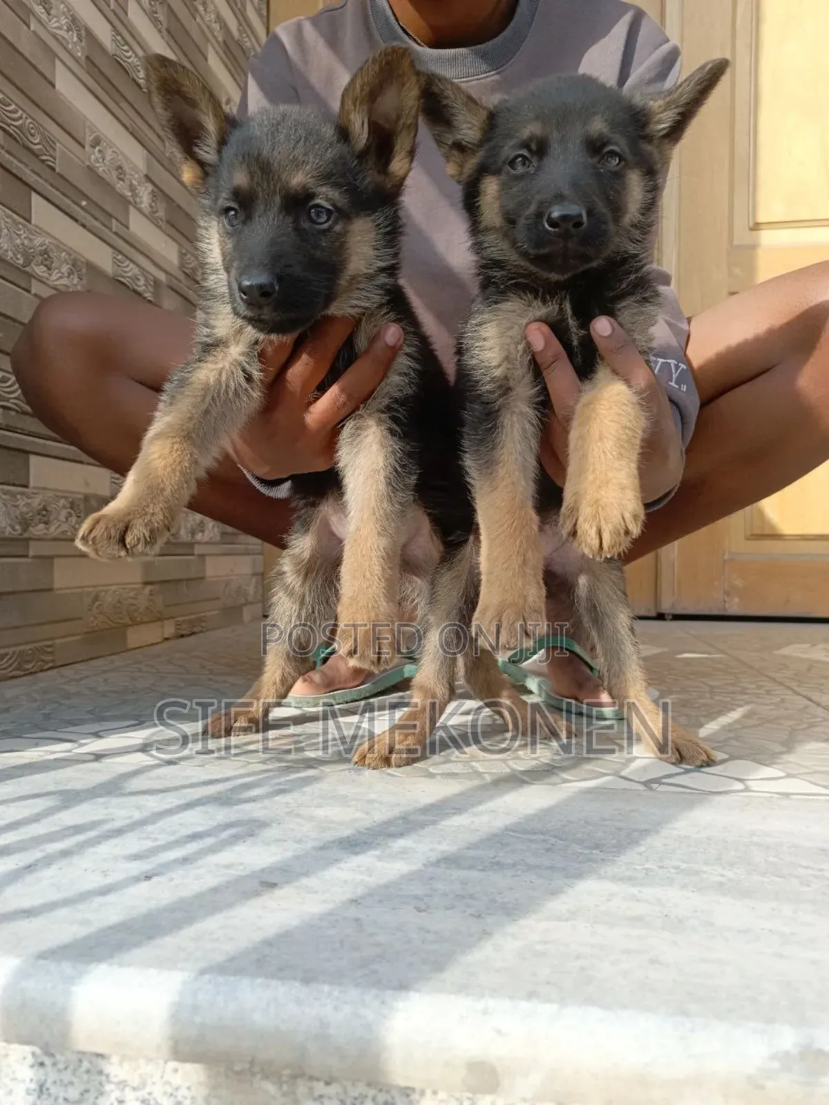 1-3 months Male Purebred German Shepherd