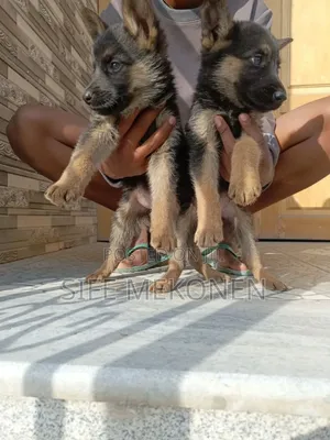 1-3 months Male Purebred German Shepherd