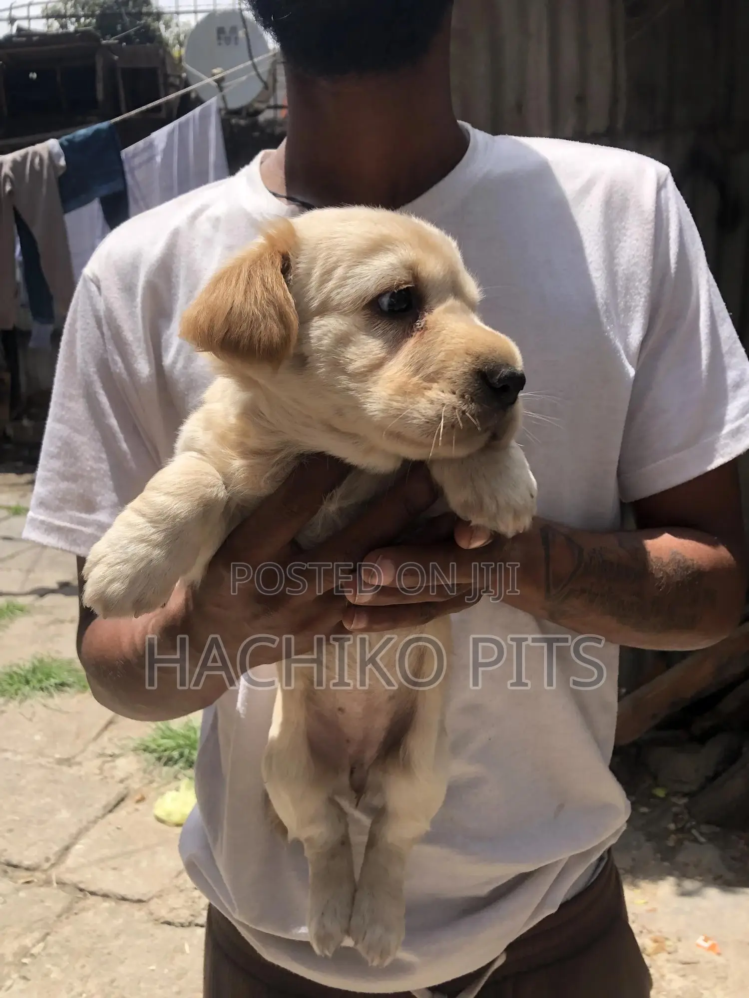 1-3 months Female Mixed Breed Maltese