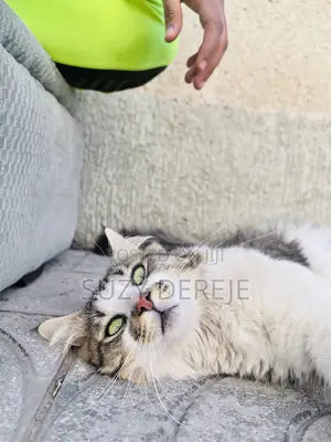 Photo - 1-3 months Male Mixed Breed American Curl