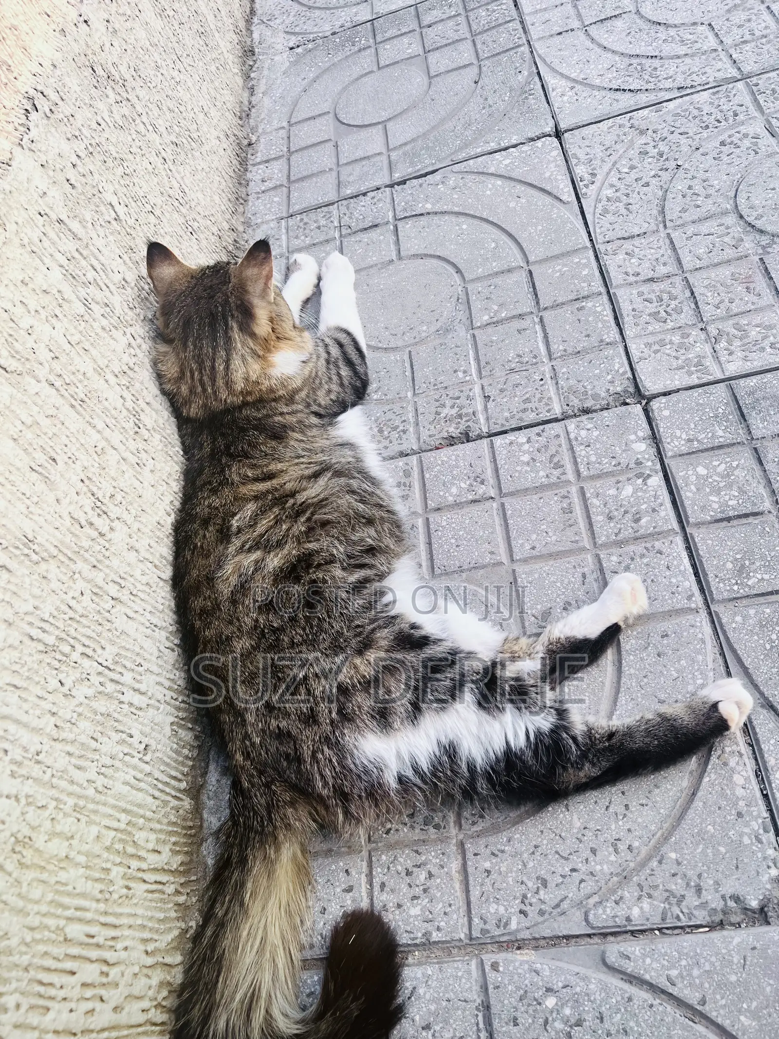 1-3 months Male Mixed Breed American Curl