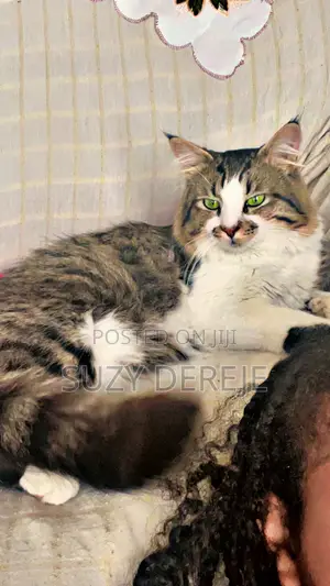 1-3 months Male Mixed Breed American Curl