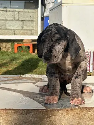 1-3 months Male Purebred Great Dane