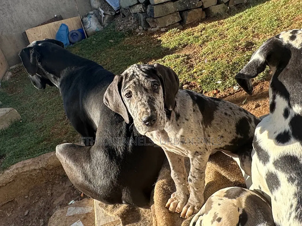 1-3 months Male Purebred Great Dane