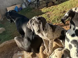 1-3 months Male Purebred Great Dane