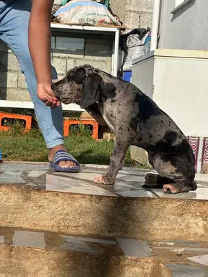 1-3 months Male Purebred Great Dane