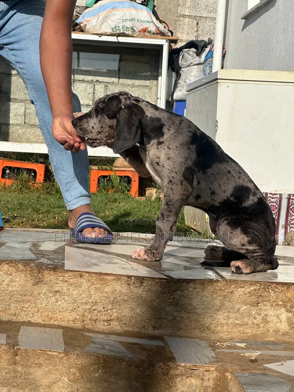 1-3 months Male Purebred Great Dane