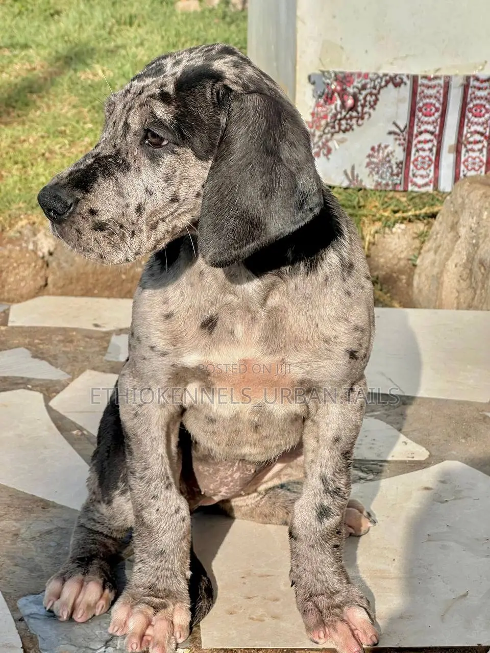 1-3 months Male Purebred Great Dane