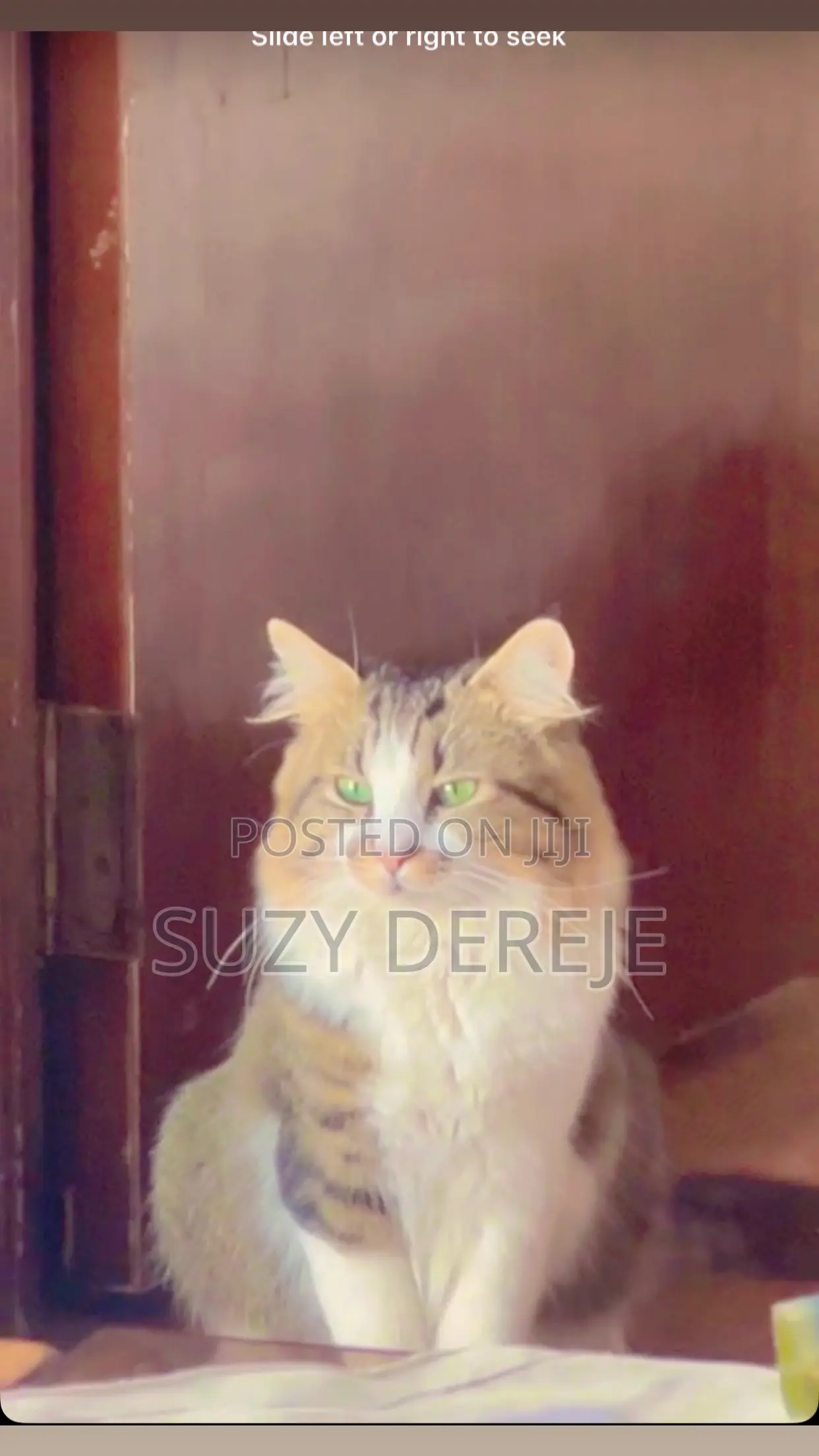 1-3 months Male Mixed Breed American Curl