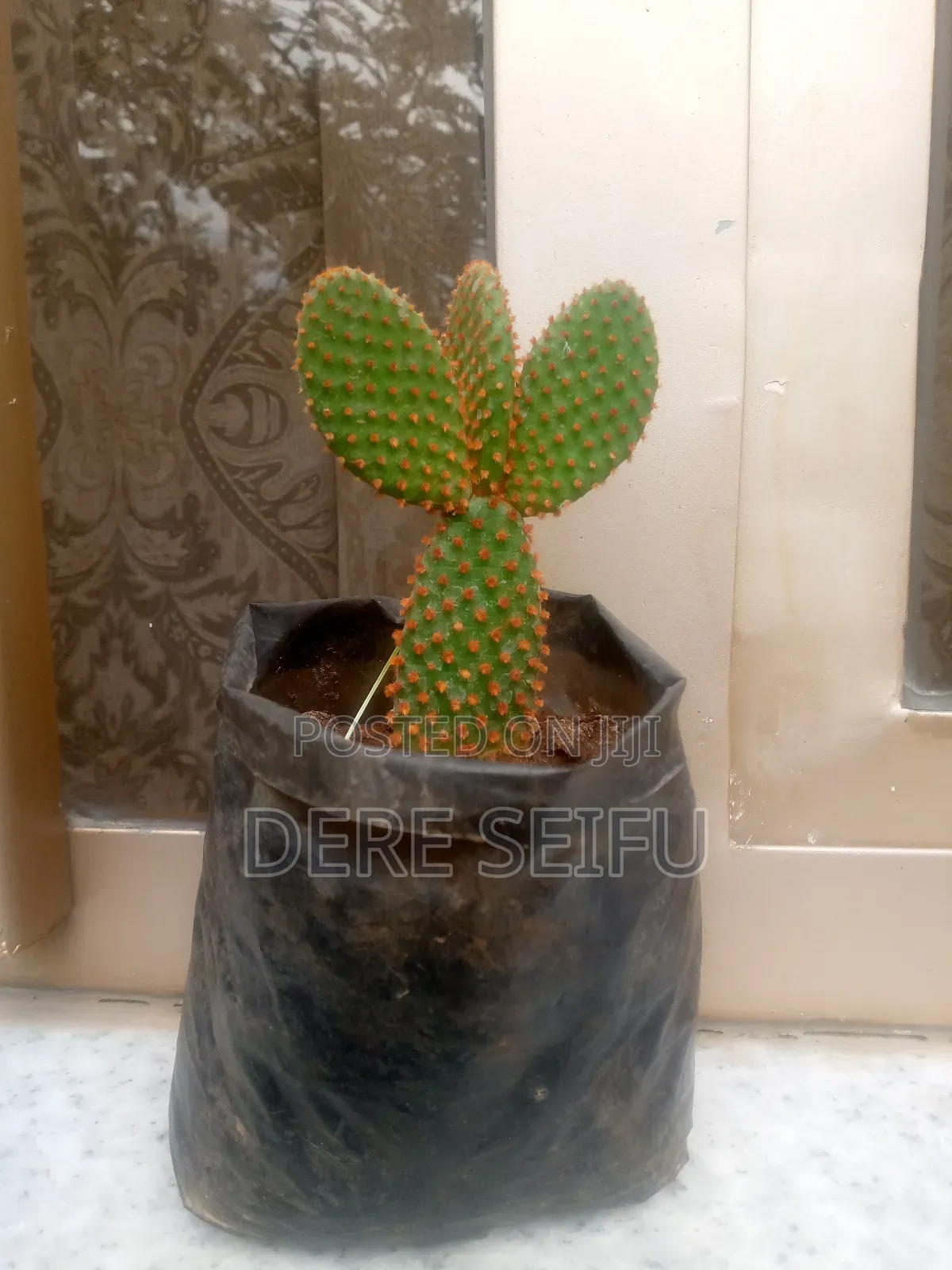 Cactus  Plant