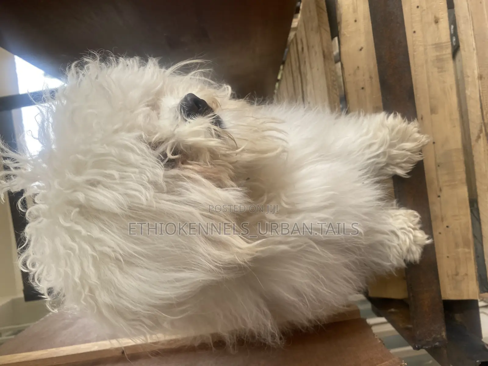 3-6 months Male Purebred Maltese