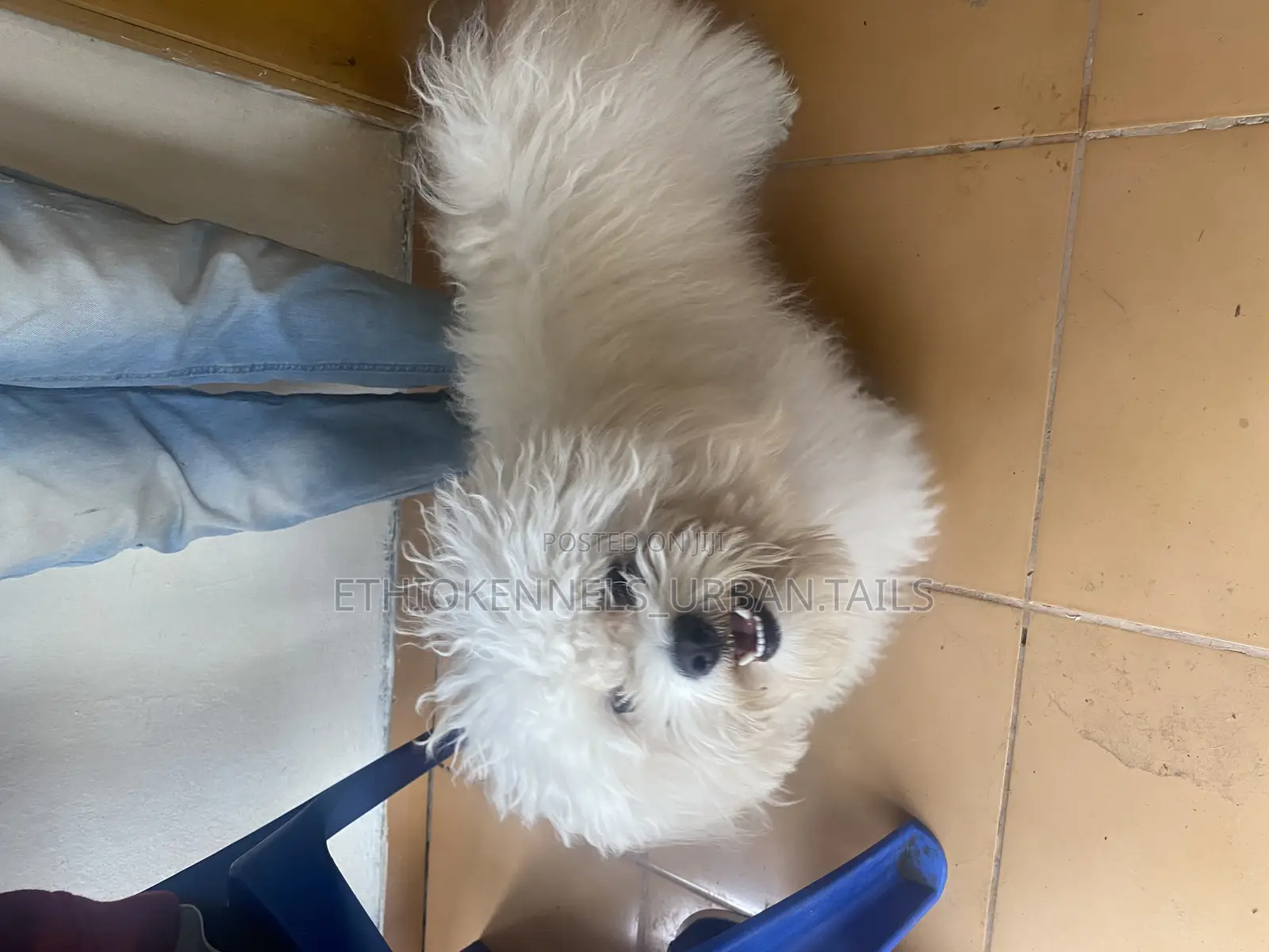 3-6 months Male Purebred Maltese