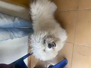 3-6 months Male Purebred Maltese