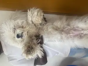 3-6 months Male Purebred Maltese