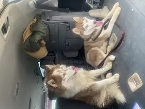 6-12 months Male Purebred Siberian Husky