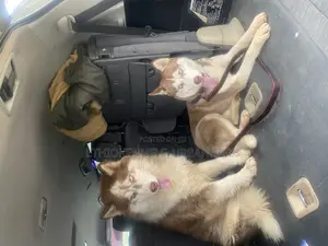 Photo - 6-12 months Male Purebred Siberian Husky