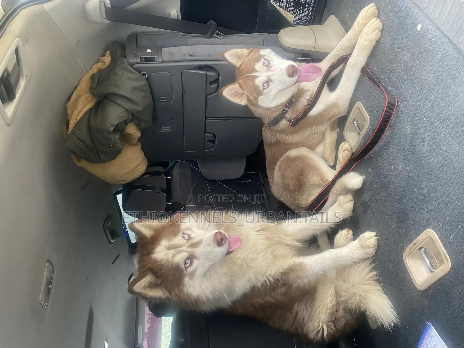 6-12 months Male Purebred Siberian Husky