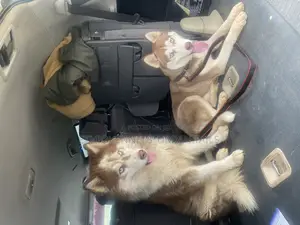 6-12 months Male Purebred Siberian Husky