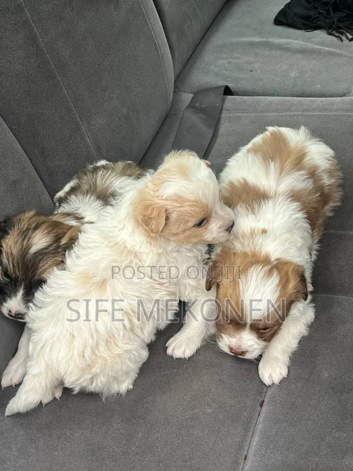 1-3 months Male Purebred Maltese