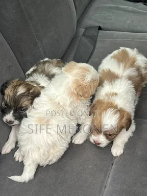 1-3 months Male Purebred Maltese