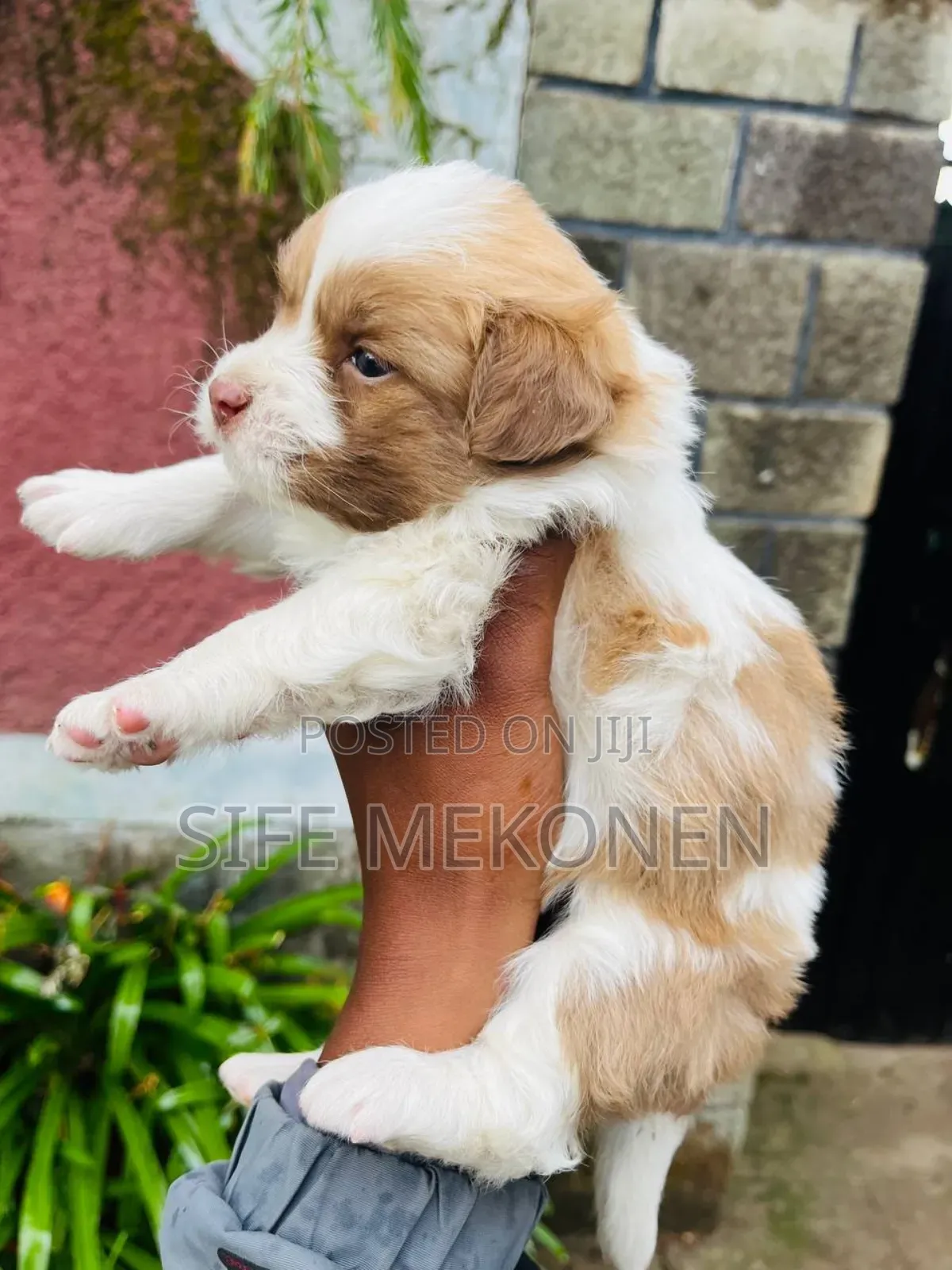 1-3 months Male Purebred Maltese