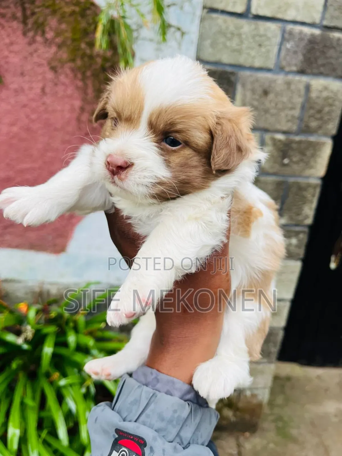 1-3 months Male Purebred Maltese