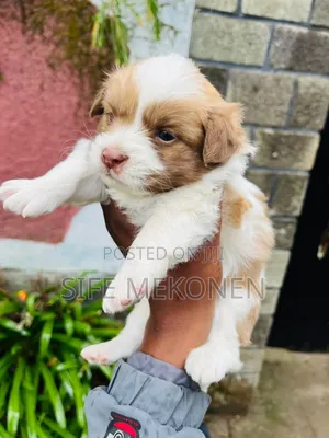Photo - 1-3 months Male Purebred Maltese