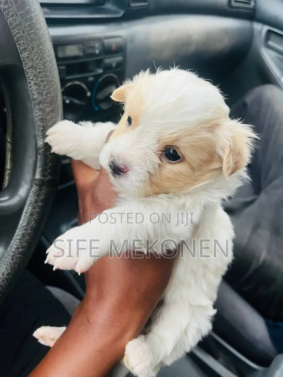 1-3 months Male Purebred Maltese