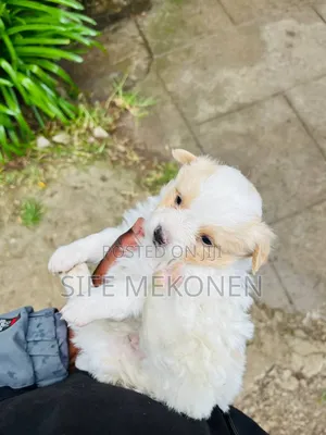 1-3 months Male Purebred Maltese