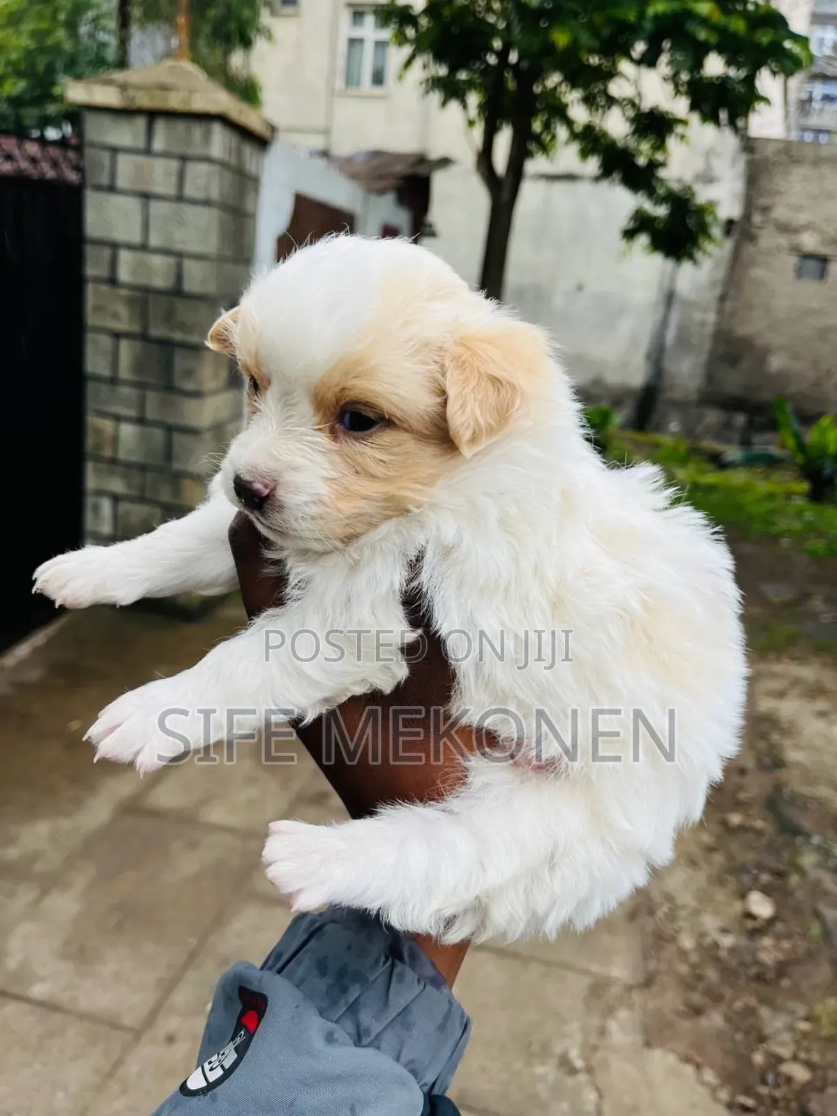 1-3 months Male Purebred Maltese
