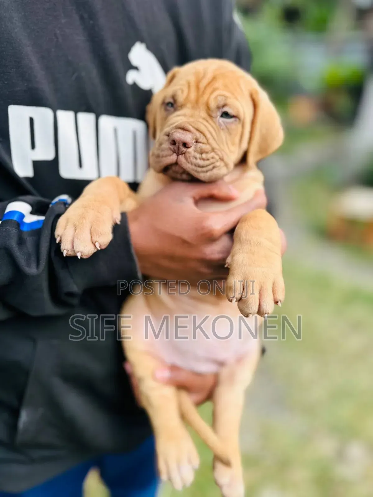 1-3 months Male Purebred Bullmastiff