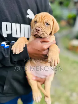1-3 months Male Purebred Bullmastiff