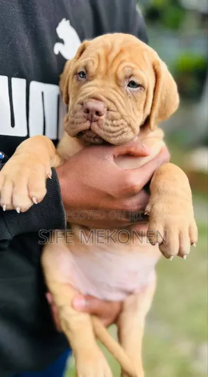 Photo - 1-3 months Male Purebred Bullmastiff