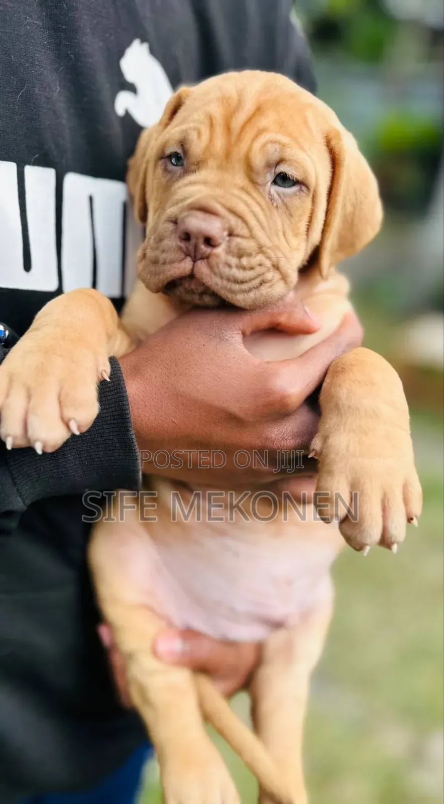 1-3 months Male Purebred Bullmastiff