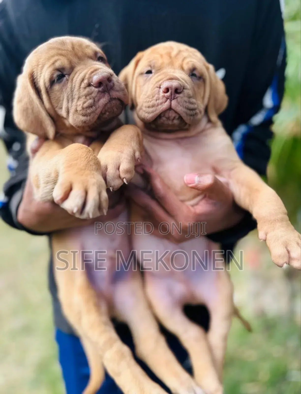 1-3 months Male Purebred Bullmastiff