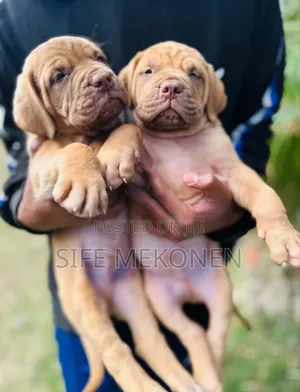 Photo - 1-3 months Male Purebred Bullmastiff
