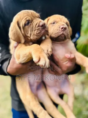 1-3 months Male Purebred Bullmastiff